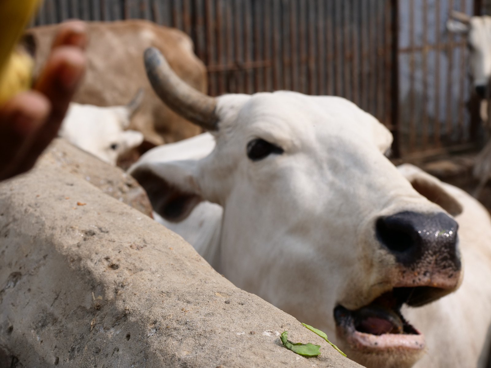  226 Gopashtami Radha kunda Govardhan 19.11.04